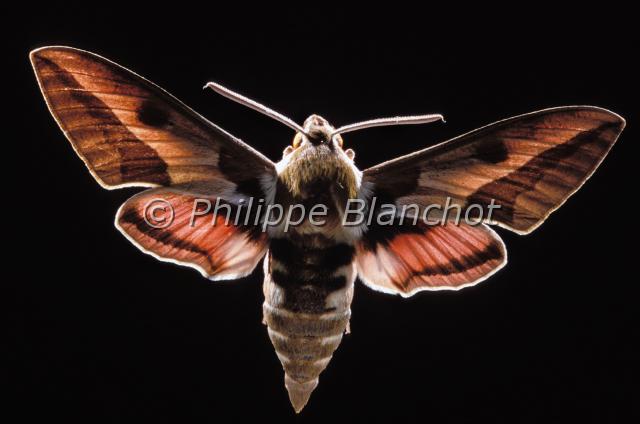 hyles euphorbiae.JPG - Hyles euphorbiaeSphinx de l'EuphorbeSpurge Hawk mothLepidoptera, SphingidaeFrance